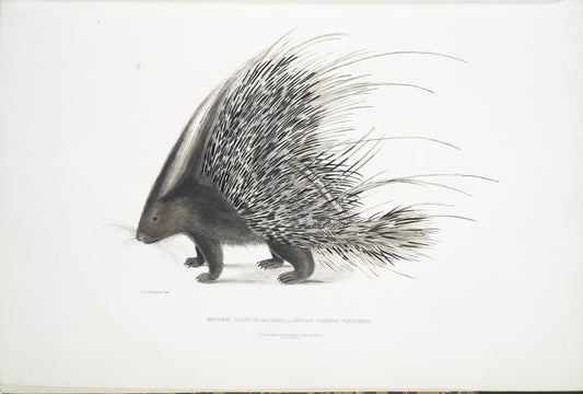 Indian Crested Porcupine, Histrix cristata.