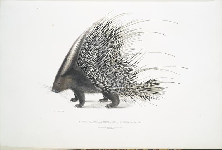 Indian Crested Porcupine, Histrix cristata.