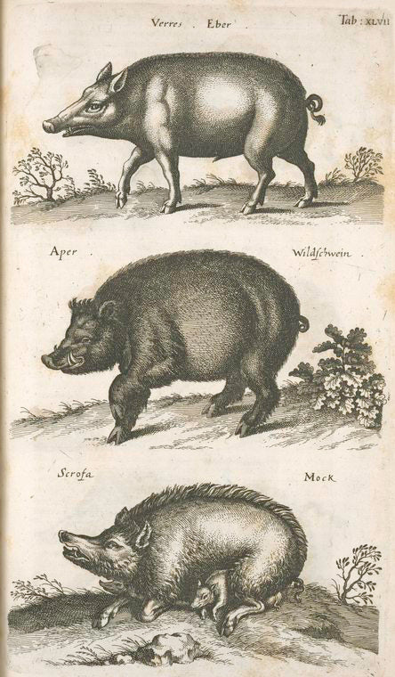 Verres. Eber; Aper, Wildschwein; Scrofa, Mock.
