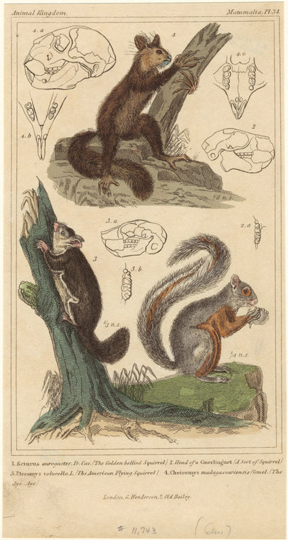 Golden-bellied squirrel ; A sort of squirrel ; American flying squirrel ; The aye-aye