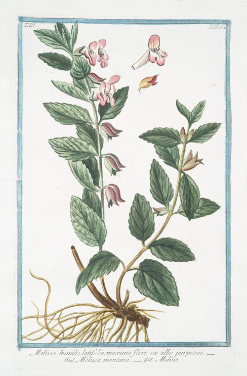 Melissa humilis, latifolia, maximo flore ex albo prupureo = Melissa montana = Melise.