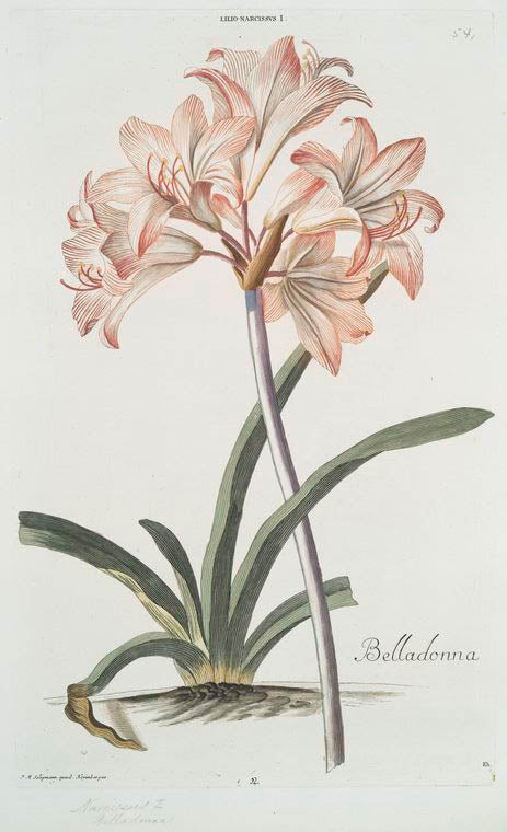 Lilio narcissvs I = Belladonna. [Belladonna lily]