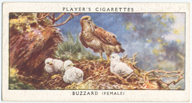 Buzzard (female).