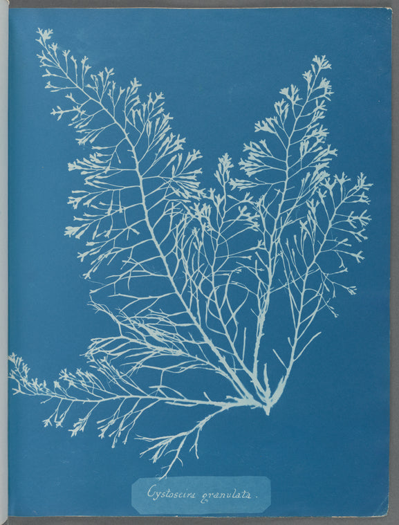 Cystoseira granulata