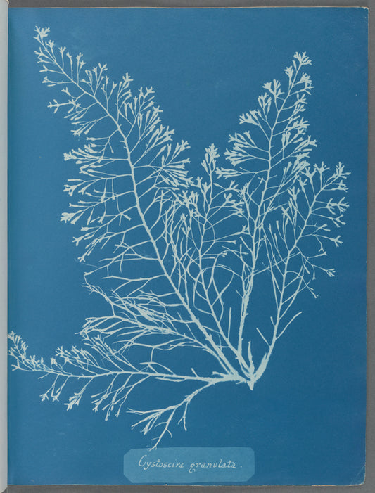 Cystoseira granulata