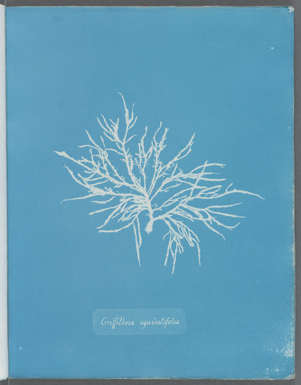 Griffithsia equisetifolia