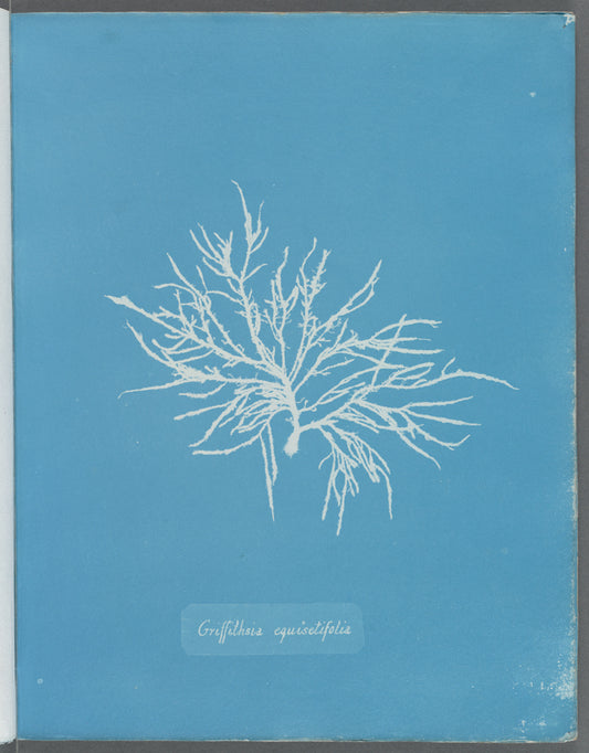 Griffithsia equisetifolia