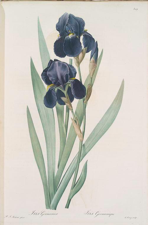 Iris germanica