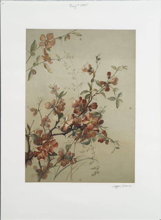 Japan Quince.