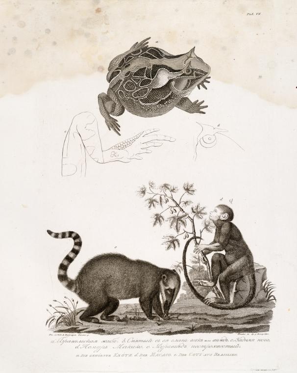 a. Brazil'skaia zhaba ; b. Sniatyi s eia glaza viek ili viezhd ; c. Zadniaia noga ; d. Lemur Makako ; e. Murav'ed pestrokhvostyi
