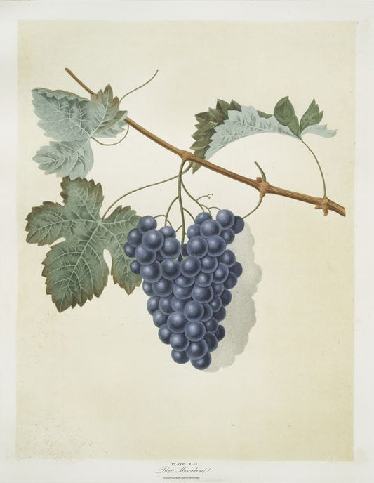 Blue muscadine (grapes).