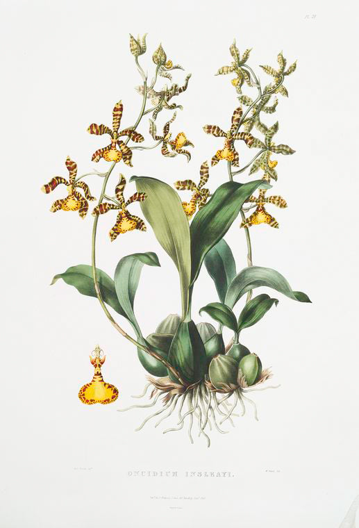 Oncidium insleayi.