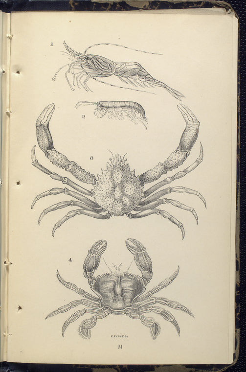 1. Pandalus annulicornis,Æsop Prawn; 2. Sandskipper; 3. Maia squinado, Spider-crab; 4. Portunus puber, Velvet swimming Crab, or Velvet Fiddler