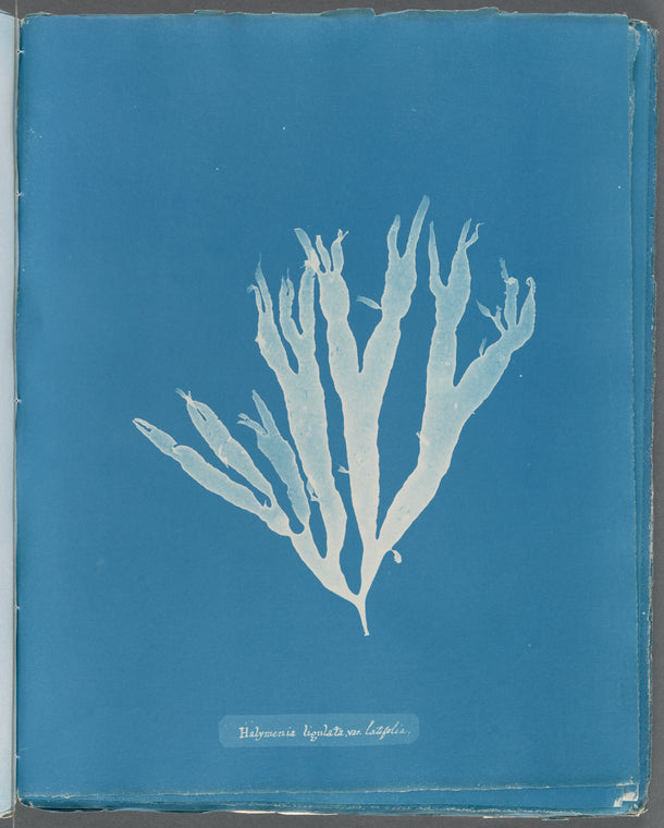 Halymenia ligulata var. latifolia