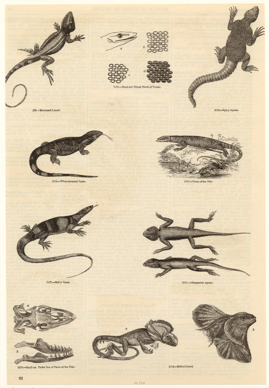 Muricated lizard ; Head and dorsal scales of varans ; Spiny agama ; Varan of the Nile ; Changeable agama ; Frilled lizard ; Skull and under jaw of varan of the Nile ; Bell's varan ; White-throated varan