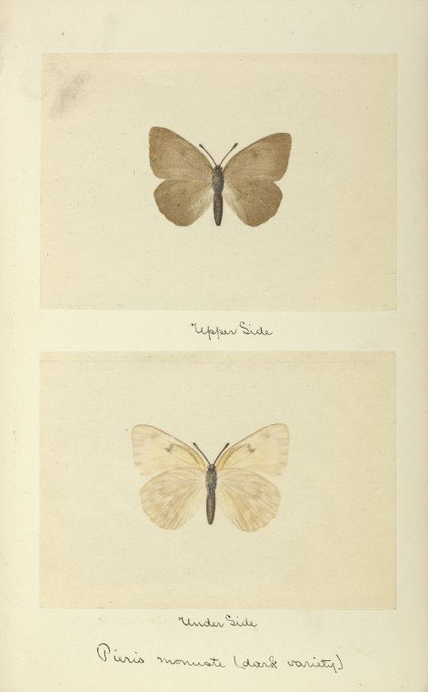 Pieris monuste (dark variety), (upper side; under side).