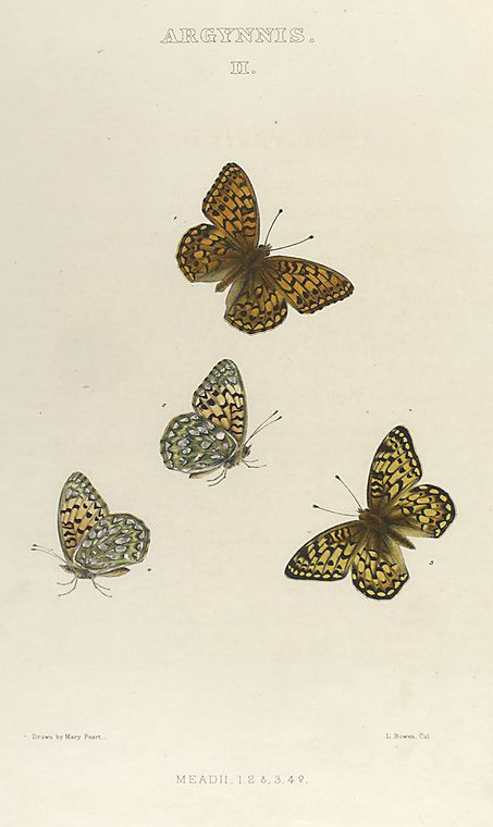 Argynnis. II. 1-4. Meadii.