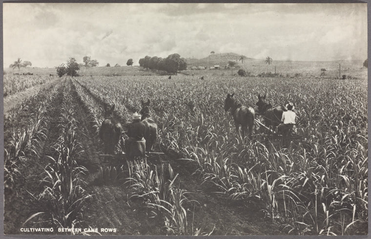 Cultivating between cane rows.
