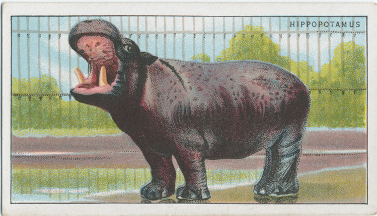 Hippopotamus.