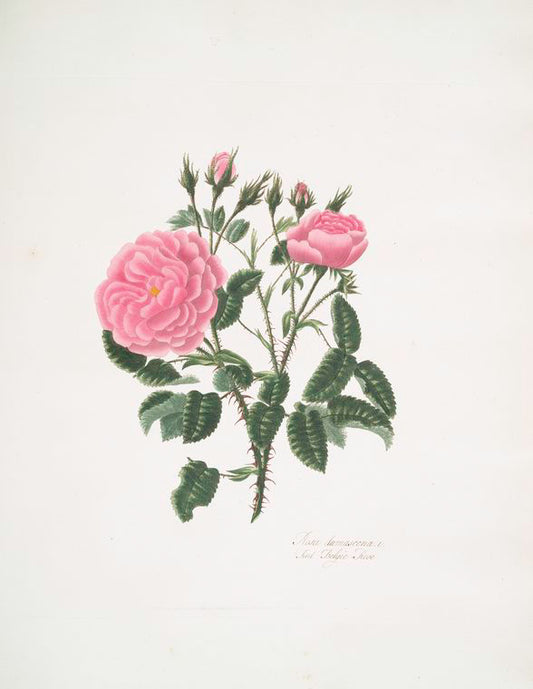 Rosa damascena
