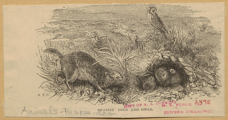 Prairie dogs and owls
