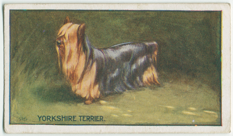 Yorkshire Terrier.