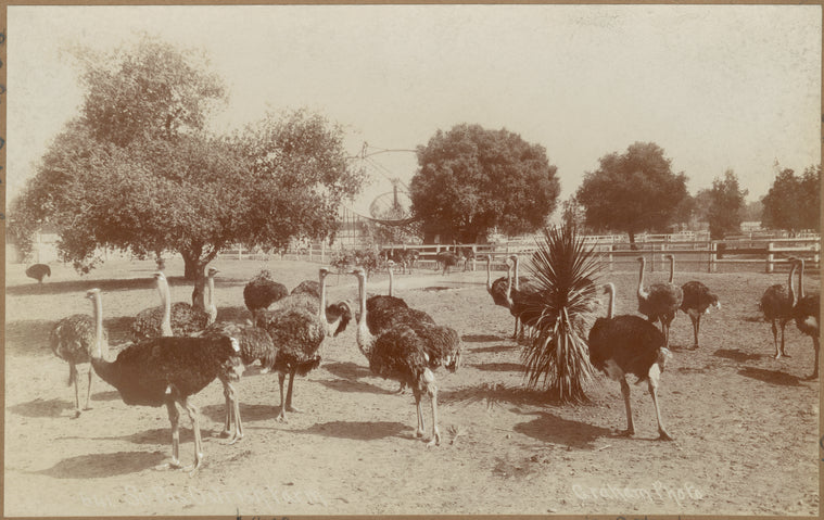 So. Pas. Ostrich Farm