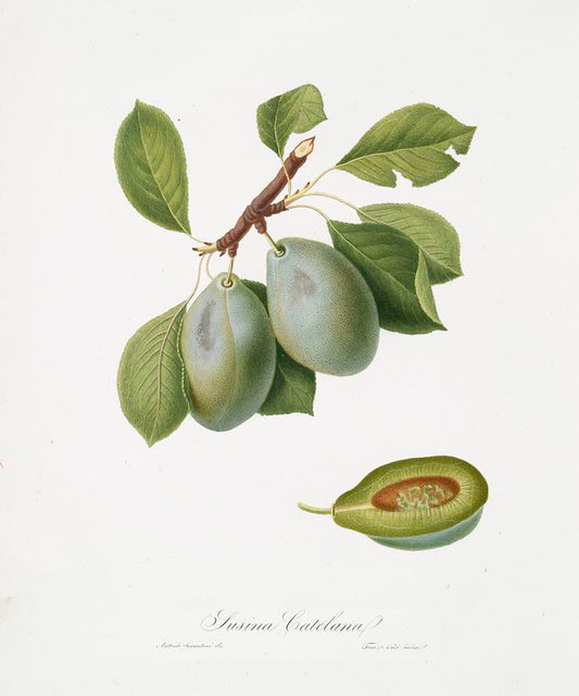 Susina Catelana. [Prunus Catalanica]
