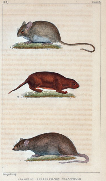 1. Le Mulot. 2. Le Rat Perchal. 3. Le Scherman.