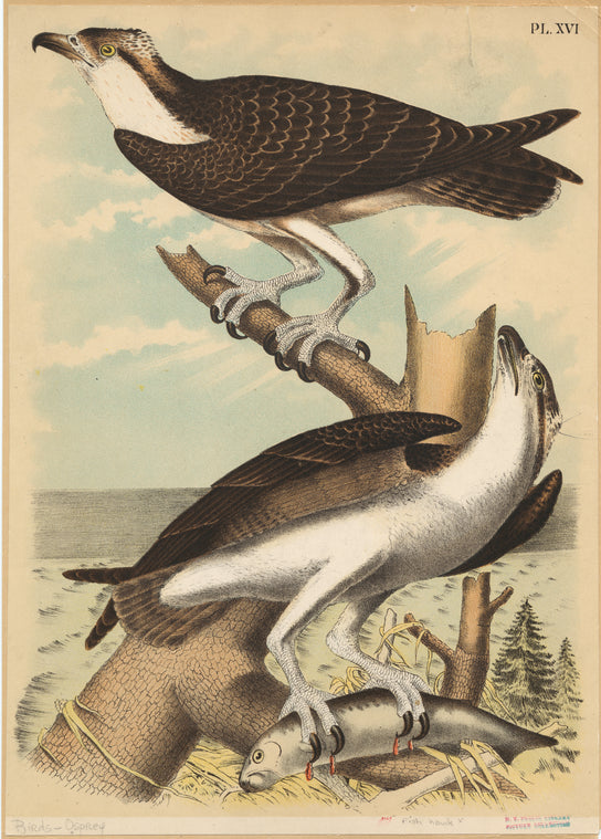 Osprey