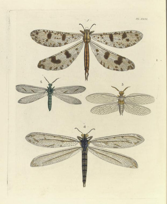 1. Myrmeleon Libelluloides; 2. Euptilon Ornatum; 3. Chauliodes Virginiensis; 4. Myrmeleon Americanum.