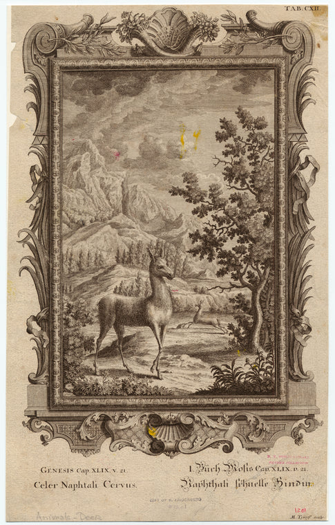Celer naphtali cervus
