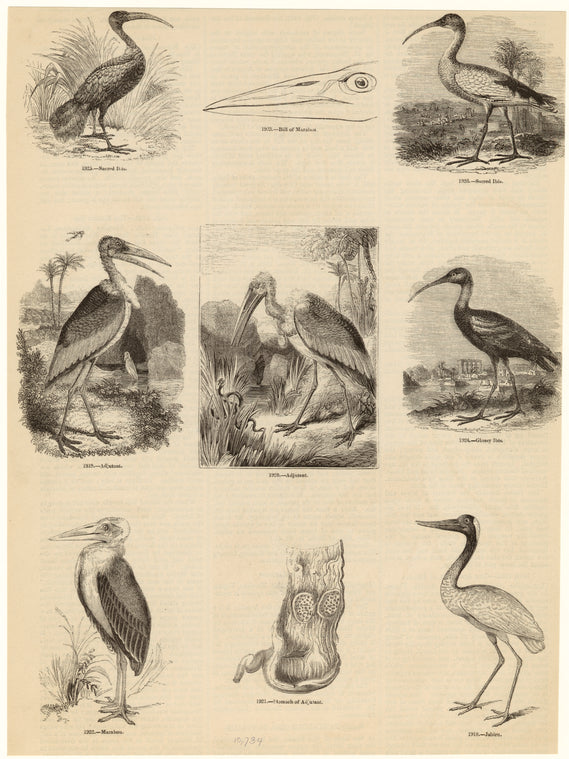 Sacred ibis ; Bill of marabou ; Sacred ibis ; Adjutant ; Adjutant ; Glossy ibis ; Marabou ; Stomach of adjutant ; Jabiru