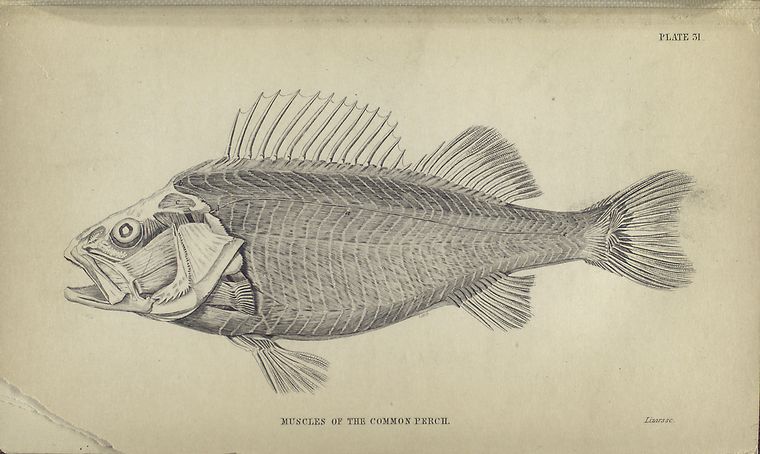 Muscles of the common perch.