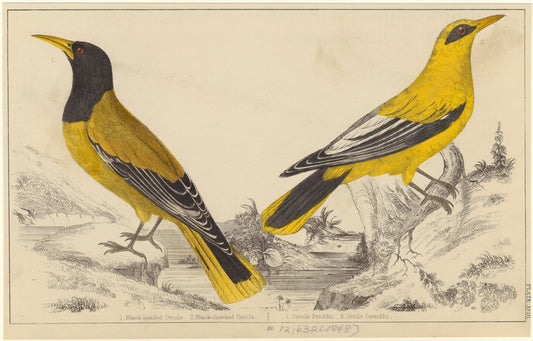 Black-headed oriole ; Black-cheeked oriole