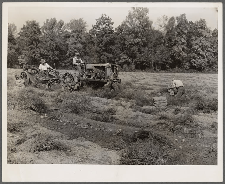 Mechnical potato digger. Monmouth County, New Jersey