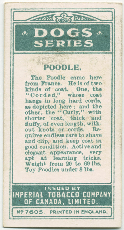 Poodle.