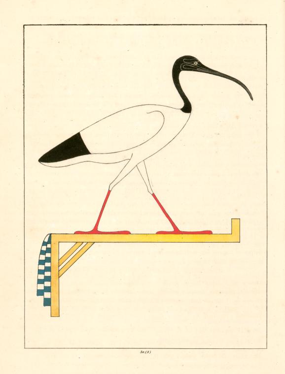 L'Ibis, emblême vivant de Thoth le second Hermès.