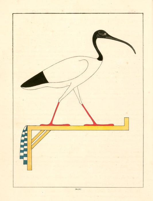L'Ibis, emblême vivant de Thoth le second Hermès.