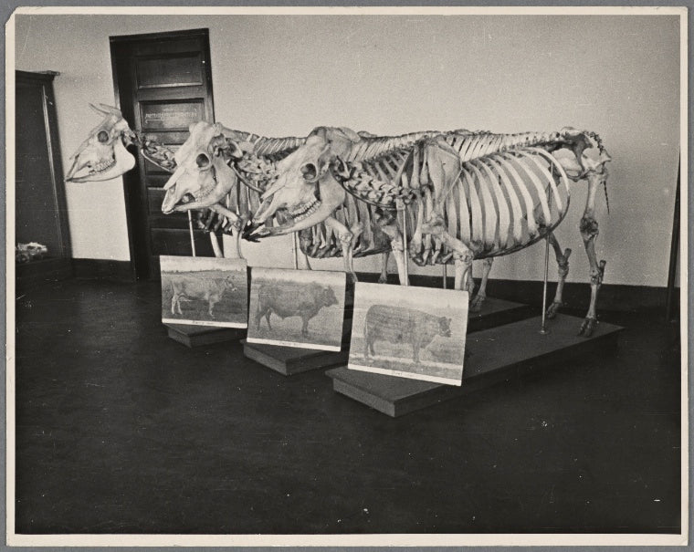 View of three types of cow (dairy, beef, and dual purpose) developed at the experimental farm of the U.S.D.A. Prince Georges County. Beltsville, Maryland.