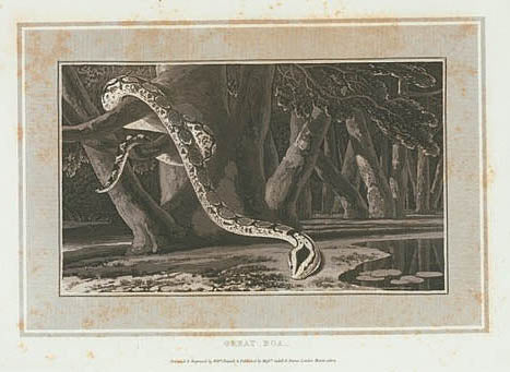 Great Boa.