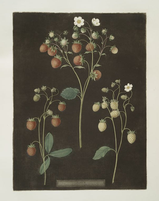 Wood strawberry - The new early prolific strawberry - White Alpine.