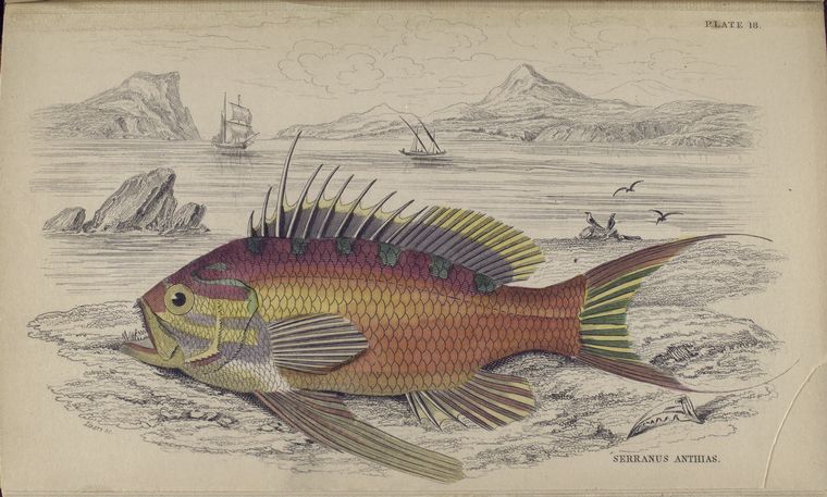 Serranus anthias.