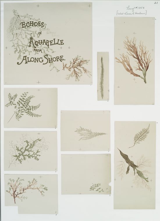 Echoes in Aquarelle from Along Shore [depicting aquatic plants].