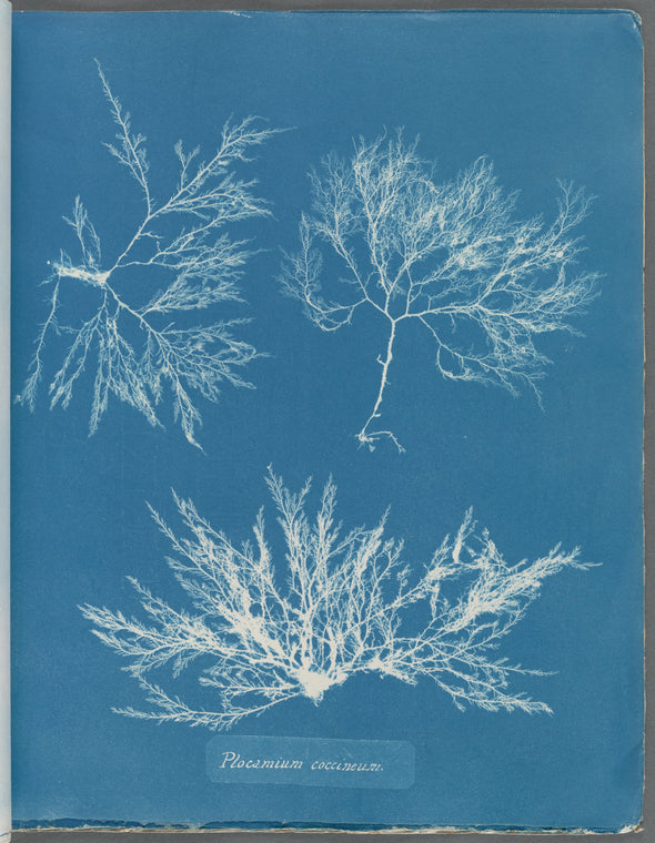 Plocamium coccineum