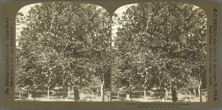 A Grape Fruit Orchard near Mandeville, Jamaica