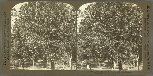 A Grape Fruit Orchard near Mandeville, Jamaica