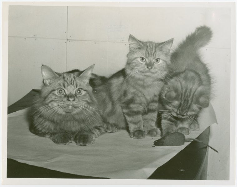Cats - Show - Cat with dead mouse