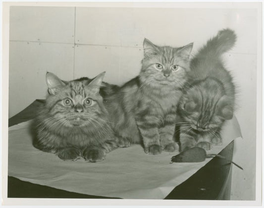 Cats - Show - Cat with dead mouse