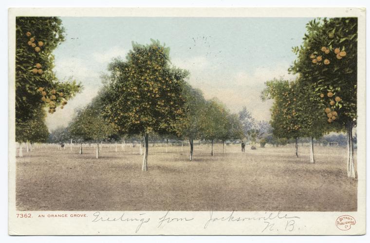 A Florida Orange Grove, Florida